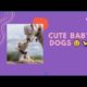 Cute Baby Dogs 😍 Cutest Puppies | Funny Dog Videos Compilation