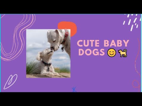 Cute Baby Dogs 😍 Cutest Puppies | Funny Dog Videos Compilation