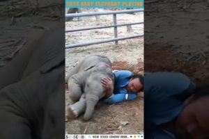 Cute Baby Elephant Playing With Human🐘|Elephant Short Videos🐘|Funny Animals Try Not To Laugh🐘#shorts