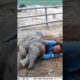 Cute Baby Elephant Playing With Human🐘|Elephant Short Videos🐘|Funny Animals Try Not To Laugh🐘#shorts