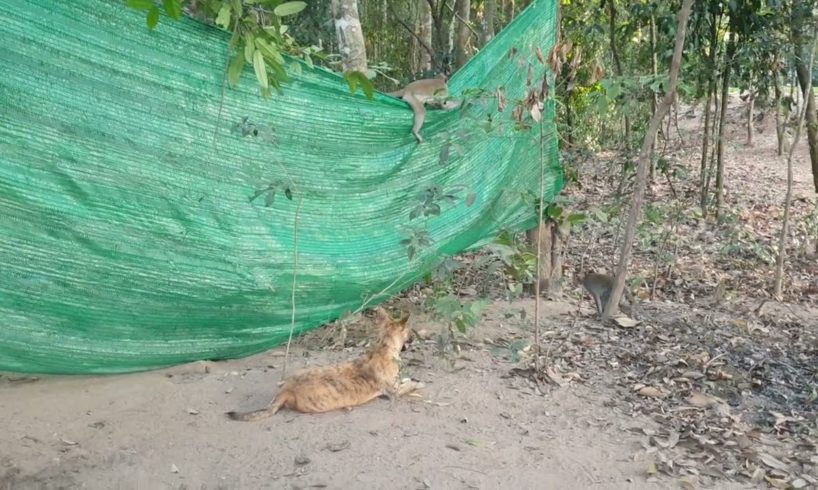 Cute Baby Monkey With Dog - Videos Animals Playing 13