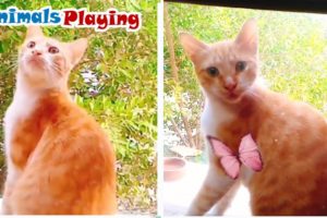Cute Cat Videos #1 | Animals Playing #Shorts