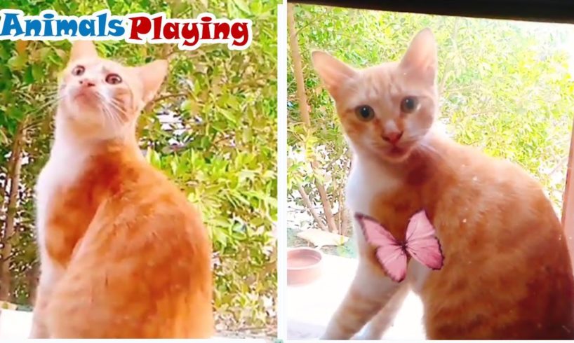 Cute Cat Videos #1 | Animals Playing #Shorts