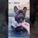 Cute Frenchie Puppies 🤣 Ultimate Cutest PUPPIES Frenchie Dogs🐶 #Frenchie #Shorts #FunnyDogs
