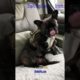 Cute Frenchie 🐶 Ultimate Cutest PUPPIES Frenchie Dogs🥰 #Frenchie #Shorts #FunnyDogs