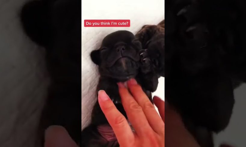 Cute Puppies Animals Videos Compilation cutest moment of the animals Funniest & Cutest #short
