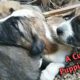 Cute Puppies | Cutest Puppies | Puppies | Cutest Dogs ❤🐶