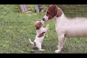 🐶Cute Puppies Doing Funny Things 2022🐶 #11 Cutest Dogs