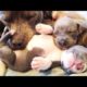 🐶Cute Puppies Doing Funny Things 2022🐶 #8 Cutest Dogs