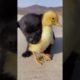 🐶Cute Puppies Doing Funny Things 2022🐶 😍 Cutest Dogs  #Puppies #Dogs #Animals #cutetubeshorts