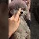 Cute Puppies Doing Funny Things, Cutest Puppies in Tiktok 2022 #Short3056