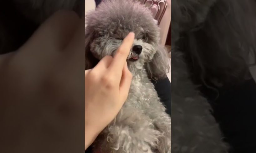 Cute Puppies Doing Funny Things, Cutest Puppies in Tiktok 2022 #Short3056