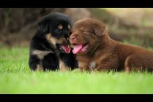 Cute Puppy 🐶 Adorable Puppies Video Compilation | Cutest Puppies In The World 2022 😍