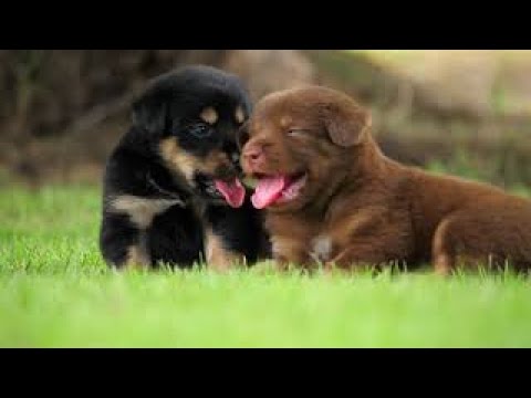 Cute Puppy 🐶 Adorable Puppies Video Compilation | Cutest Puppies In The World 2022 😍