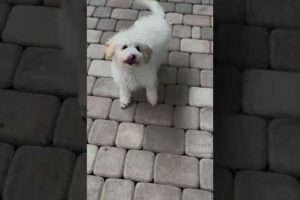 Cute White dog Video | Baby Dogs | Cute Puppies #shorts #cute #dogs #kids #videos #TikTok