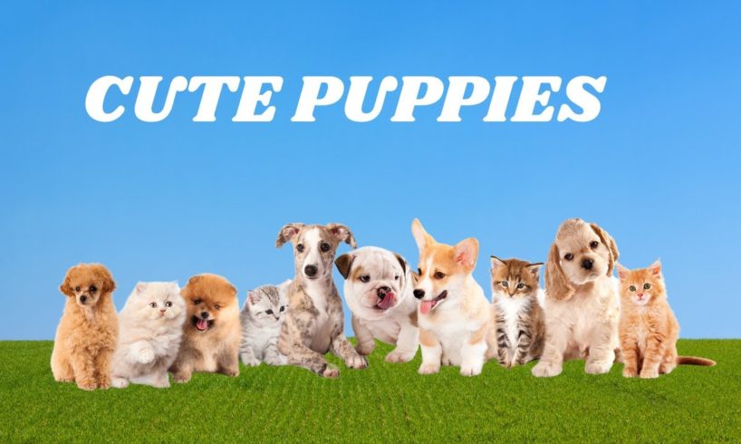 Cute and Funny Dog Videos | Baby Dogs | Funniest & Cutest Puppies #shorts