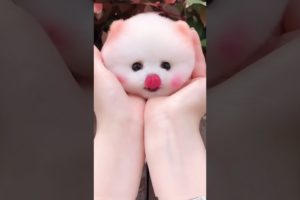 Cute and funny Pomeranian puppy 💕💕