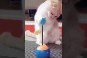 Cute animals playing with toys-funny pets video.#shorts