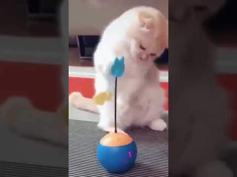 Cute animals playing with toys-funny pets video.#shorts