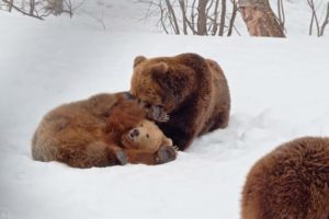 Cute bears playing in the snow// Wild Animals