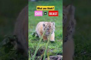 Cute or Beast | Tiger cub on Hunt|  Cute wild animals #cuteanimal #tiger #tigercub #wildlife #shorts