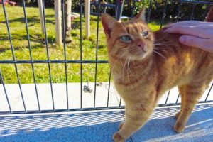 Cute orange cat that lives in the playground wants me to pet him