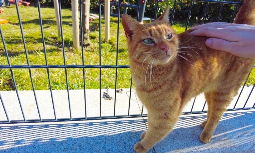 Cute orange cat that lives in the playground wants me to pet him