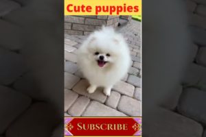 #Cute puppies #Funny Dog #shorts video
