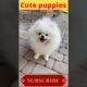#Cute puppies #Funny Dog #shorts video
