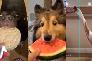 Cute/Funny Animal Videos I Found Just for You ❤️️