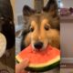 Cute/Funny Animal Videos I Found Just for You ❤️️
