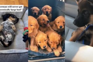 Cutest Puppies Compilation 2022