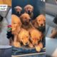Cutest Puppies Compilation 2022