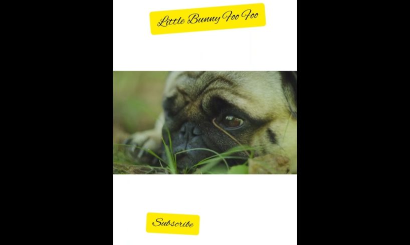Cutest Puppies in Little Bunny Foo Foo #growmoresubscribers