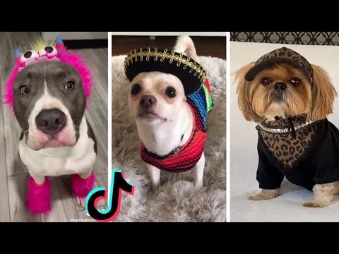 Cutest Puppies on TikTok  Doggos Doing Funny Things TIK TOK  2022