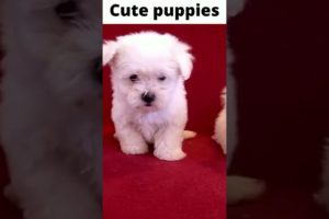 Cutest Puppies playing short,lovely puppies barking video.#shorts #dogvideos #puppies#cutedog