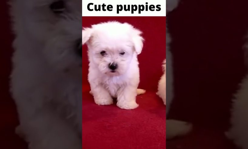 Cutest Puppies playing short,lovely puppies barking video.#shorts #dogvideos #puppies#cutedog