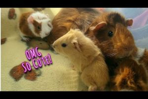Cutest Rescue Story Ever!