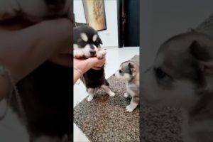 Cutest puppies playing together 🤗😍