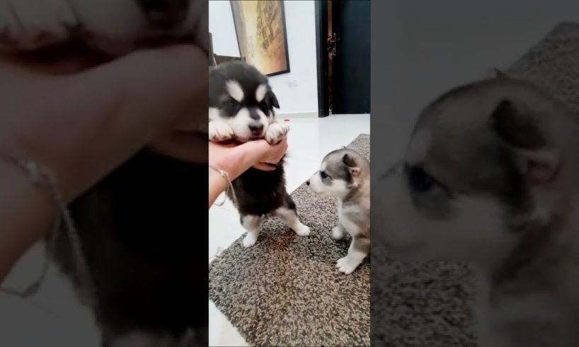 Cutest puppies playing together 🤗😍