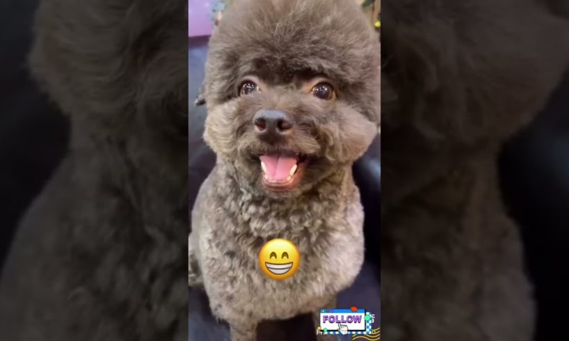 Cutest puppies reactions 🐶