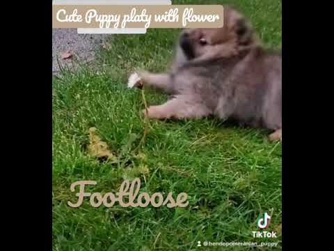 Cutest puppy play with flower in garden 🤩 #pomeranian #shorts #puppy #puppies #puppylove #bviral