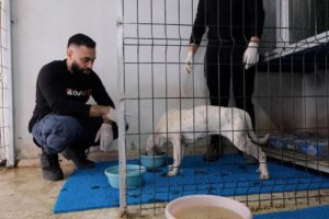 DEAF DOGO ARGENTINO FIGHTING FOR HER LIFE ( Critics Told Us To Euthanize Her )