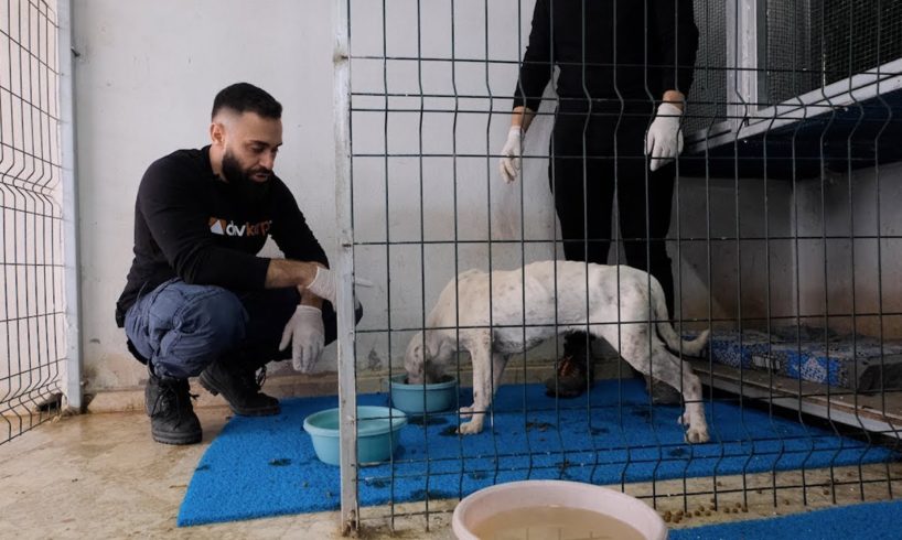 DEAF DOGO ARGENTINO FIGHTING FOR HER LIFE ( Critics Told Us To Euthanize Her )