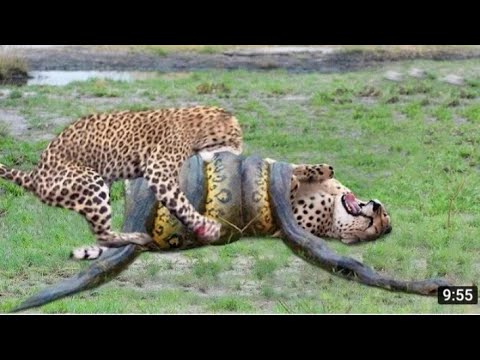 Discovery channel||Discovery animal planet||Discovery video||wildlife animals video||#fact_alone_2.0