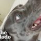 Dog Fighting For Life On The Street Meets His Foster Sibling | The Dodo Foster Diaries