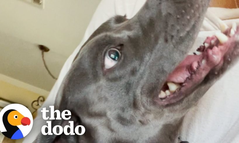 Dog Fighting For Life On The Street Meets His Foster Sibling | The Dodo Foster Diaries