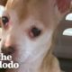 Dog Who Tried To Bite Everyone Becomes A Snugglebug | The Dodo Foster Diaries