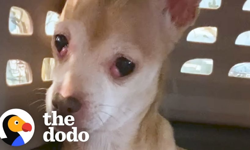 Dog Who Tried To Bite Everyone Becomes A Snugglebug | The Dodo Foster Diaries