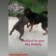 Dog fight /gsd vs pitbull fight animal's fight/ trained dog fight